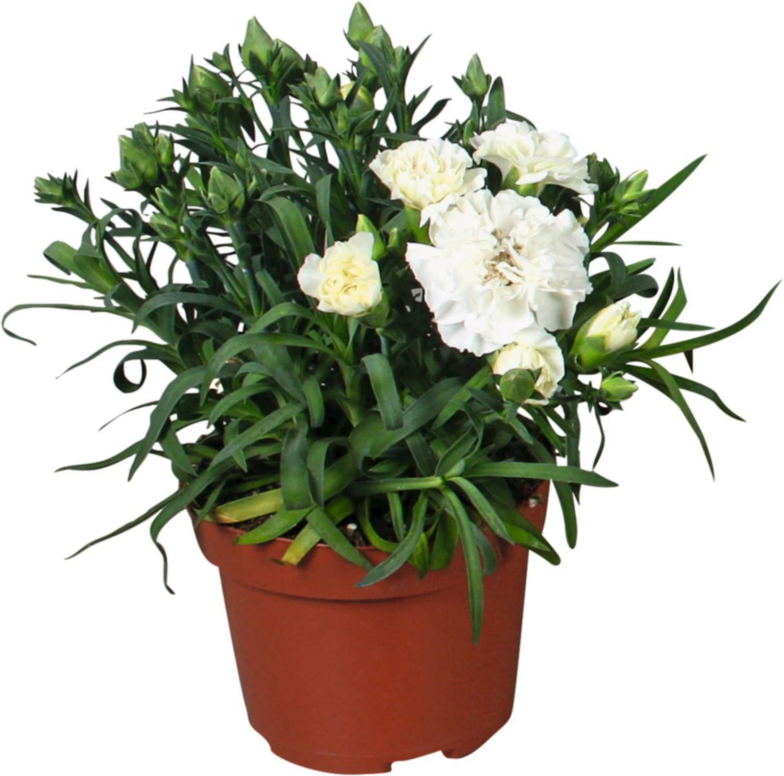 Dianthus Super Trooper P13 cm