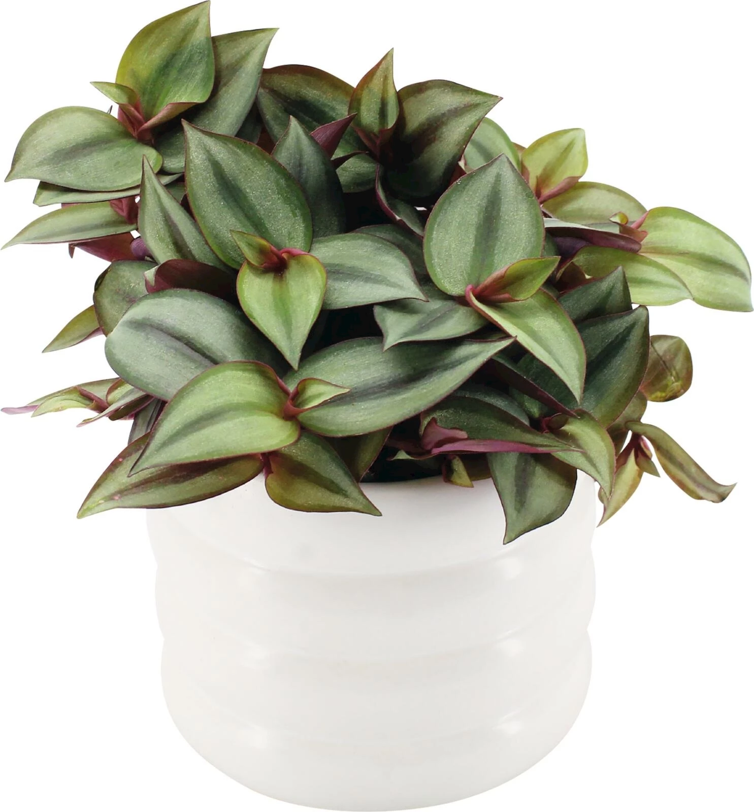 Zimmerpflanzen im UT P15 cm