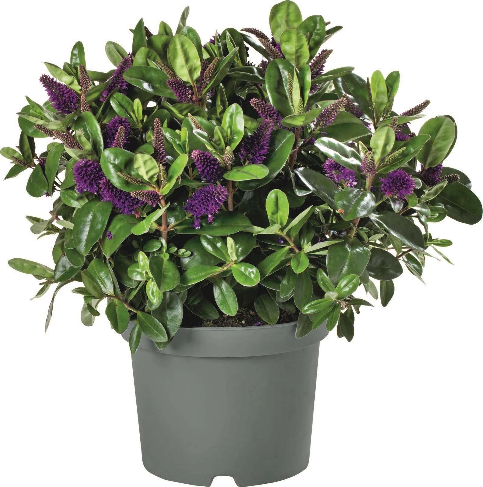 Hebe Addenda Mix P15 cm