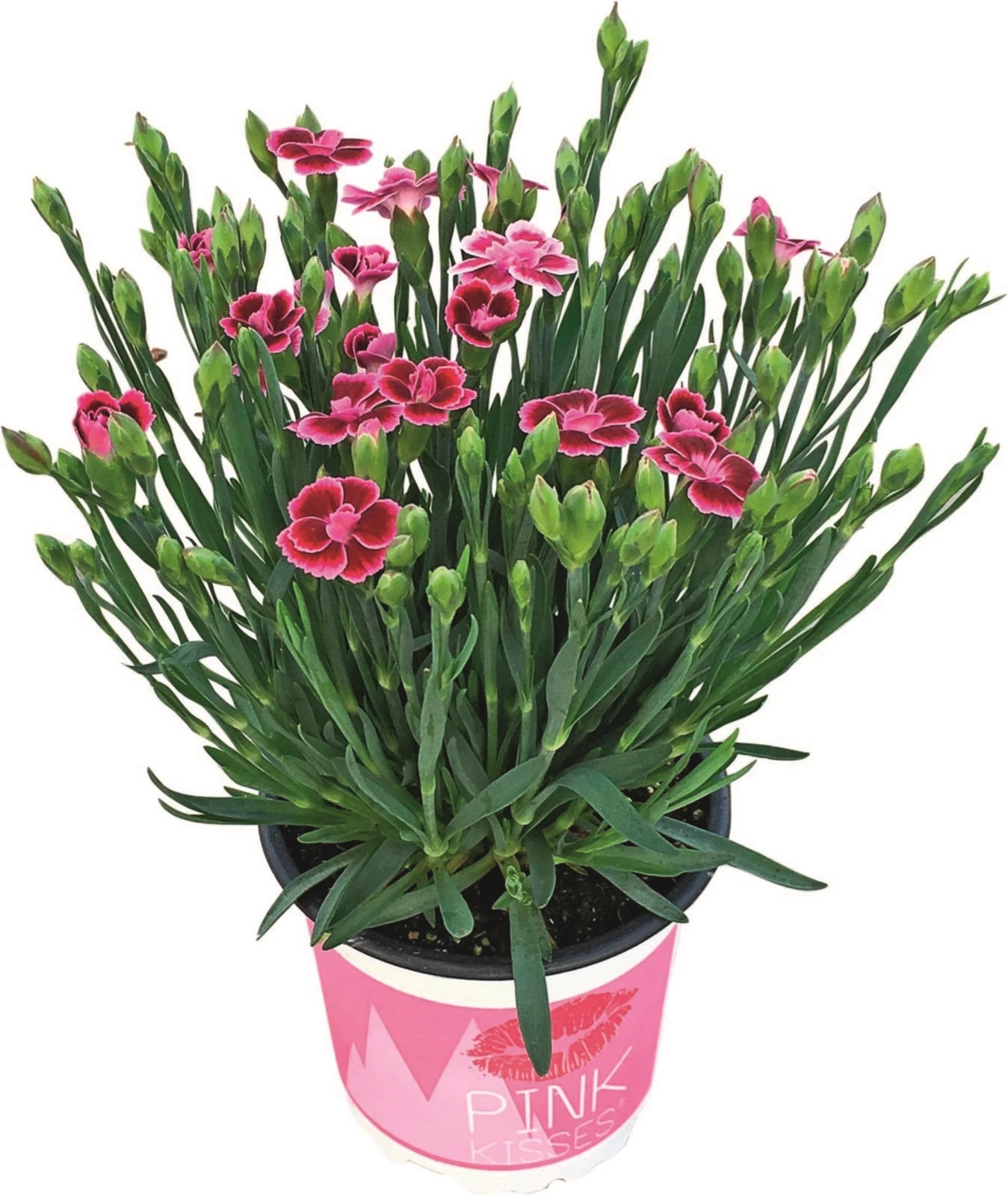 Dianthus Pink Kisses P10.5 cm