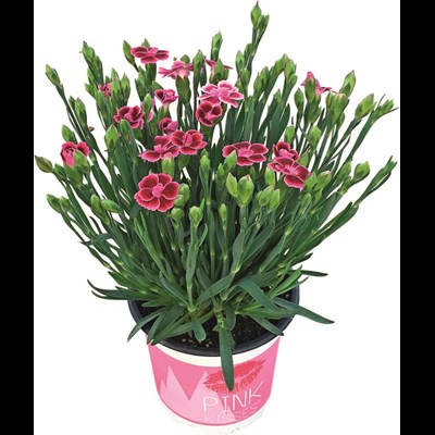 Dianthus Pink Kisses P10.5 cm