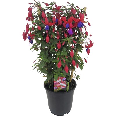 Fuchsia Spalier P15 cm