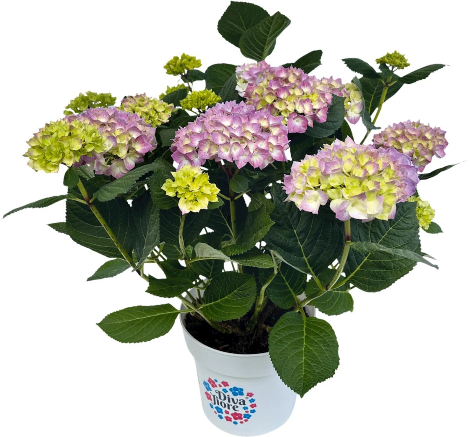 Hortensien Diva Fiore P23 cm