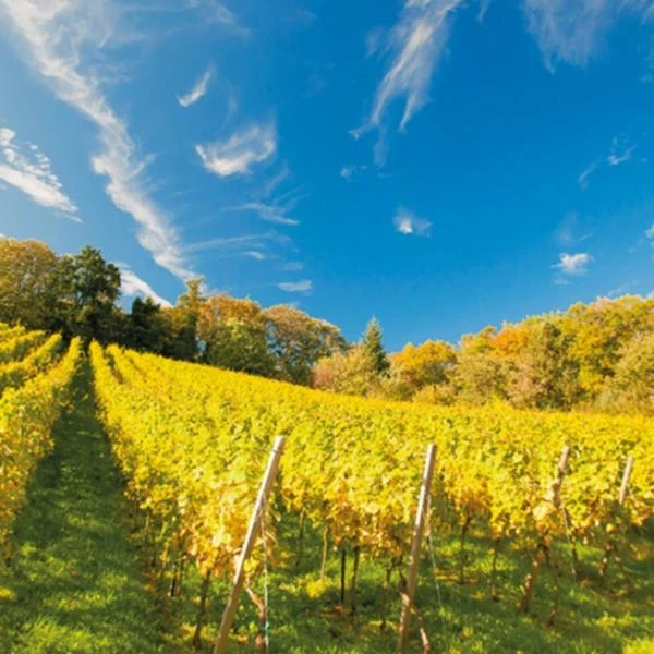 Moscato Mosketto 75 cl