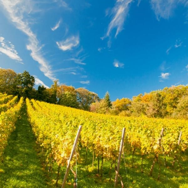 Oeil de Perdrix Goldb. AOC 75 cl