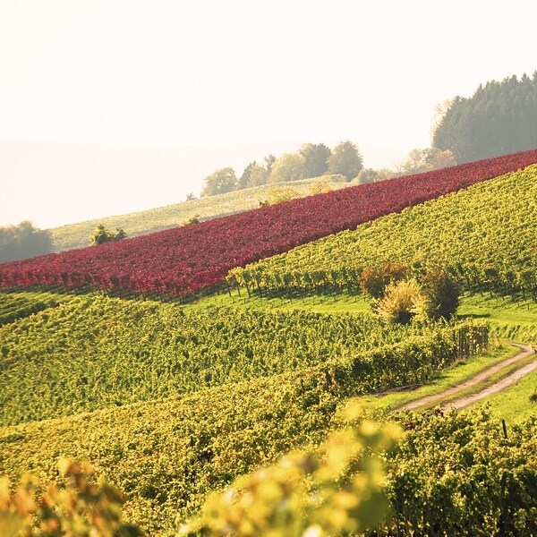 Pinot Noir Hallau 75 cl