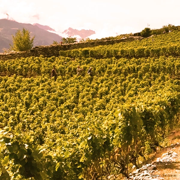 Pinot Noir AOC Jenins 75 cl