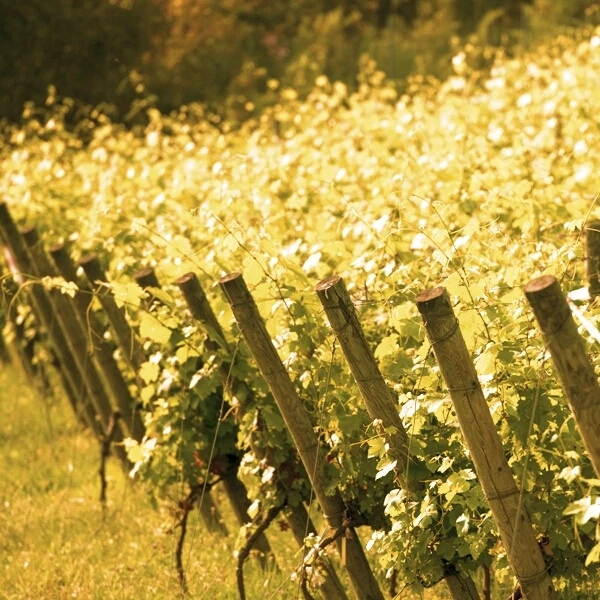 Moscato d'Asti Bava 75 cl