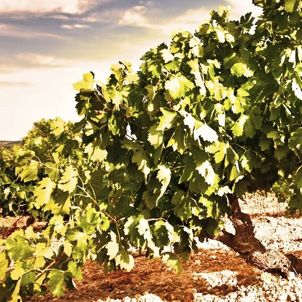 Ribera del Duero 75 cl