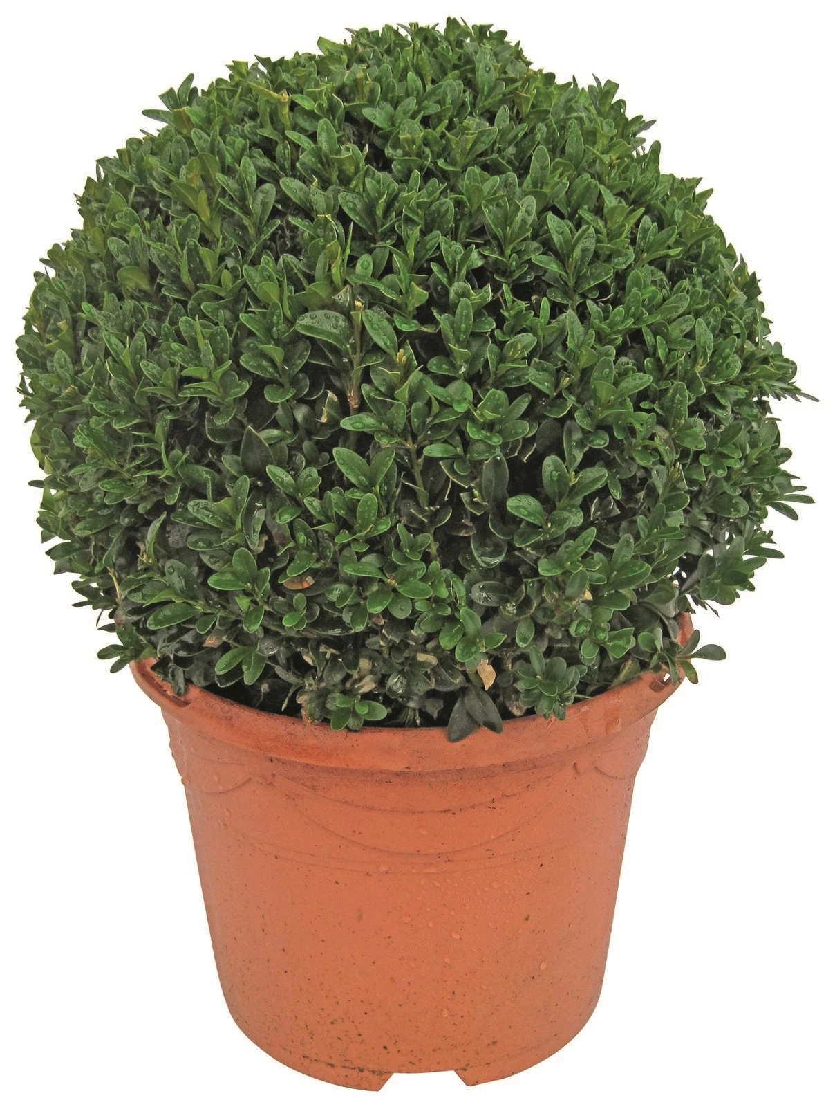 Buxus Kugel D.20-22cm P19 cm