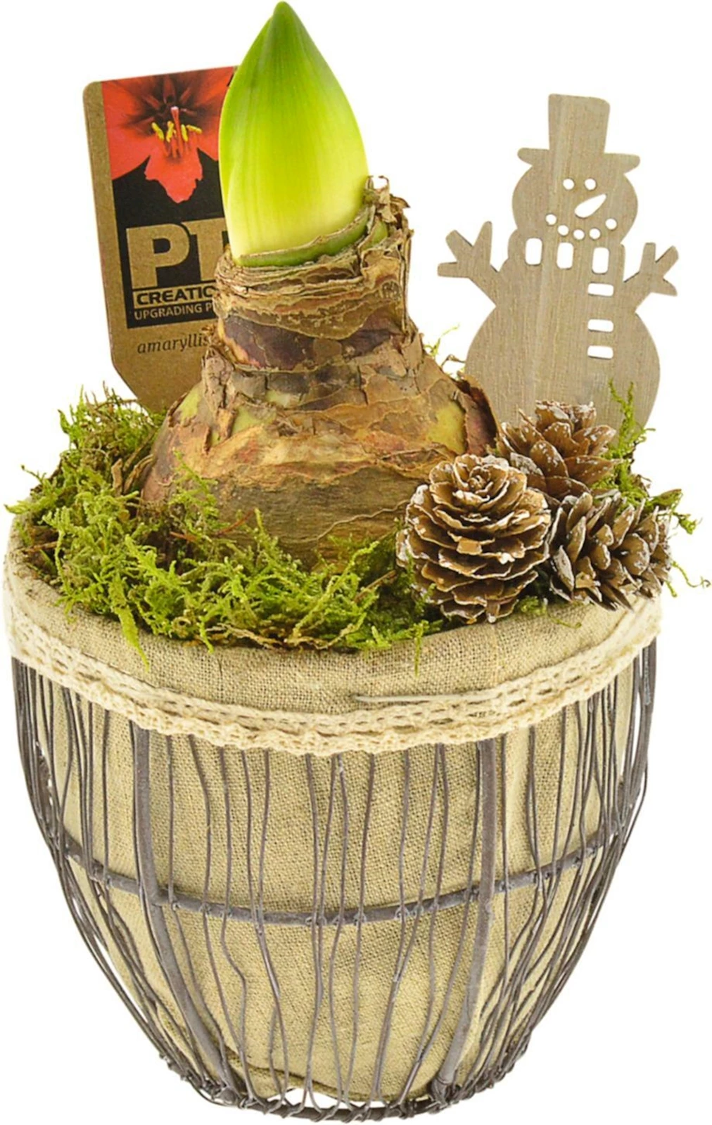 Hippeastrum im Gittertopf P14cm