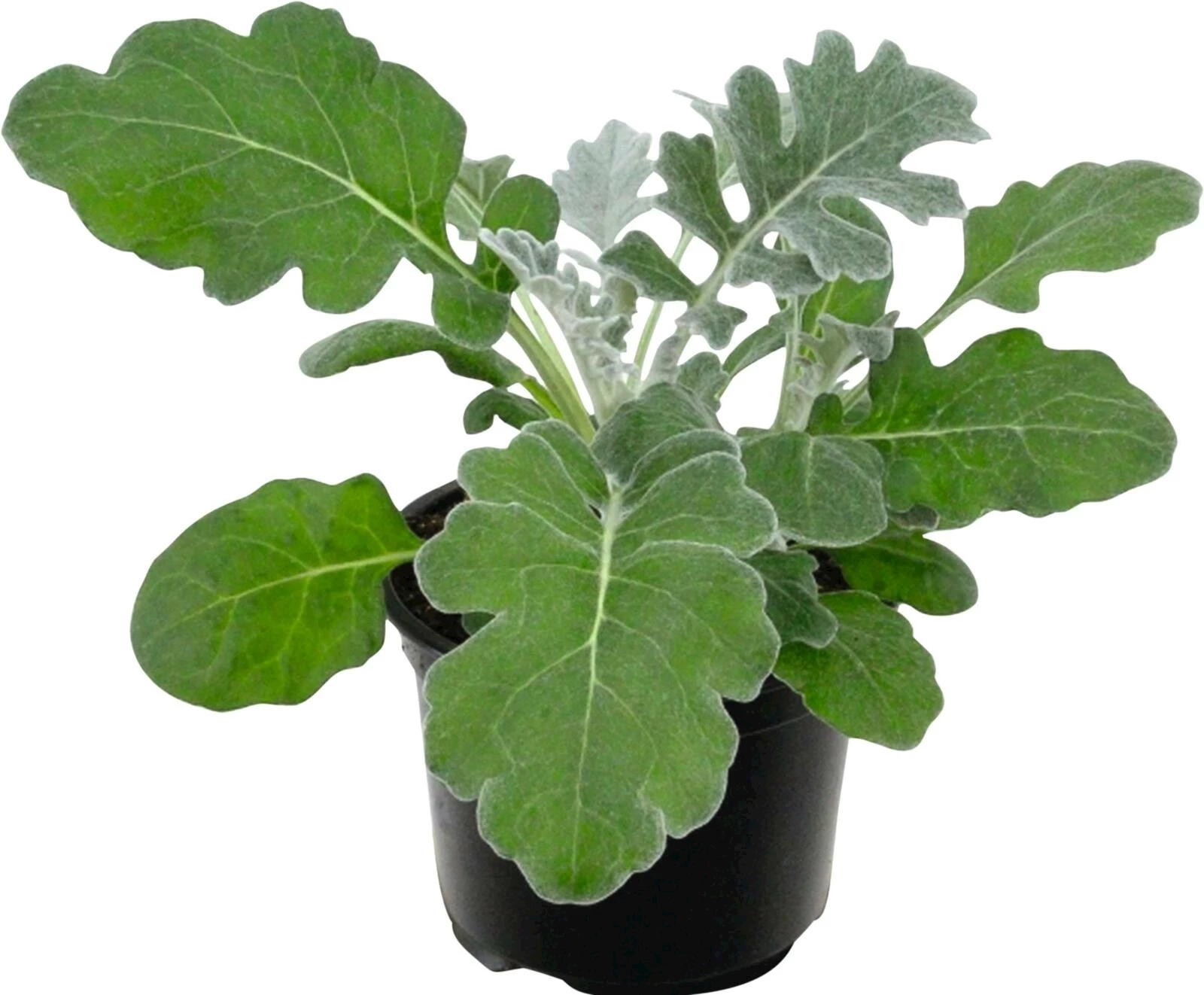 Cineraria mar. P10.5 cm