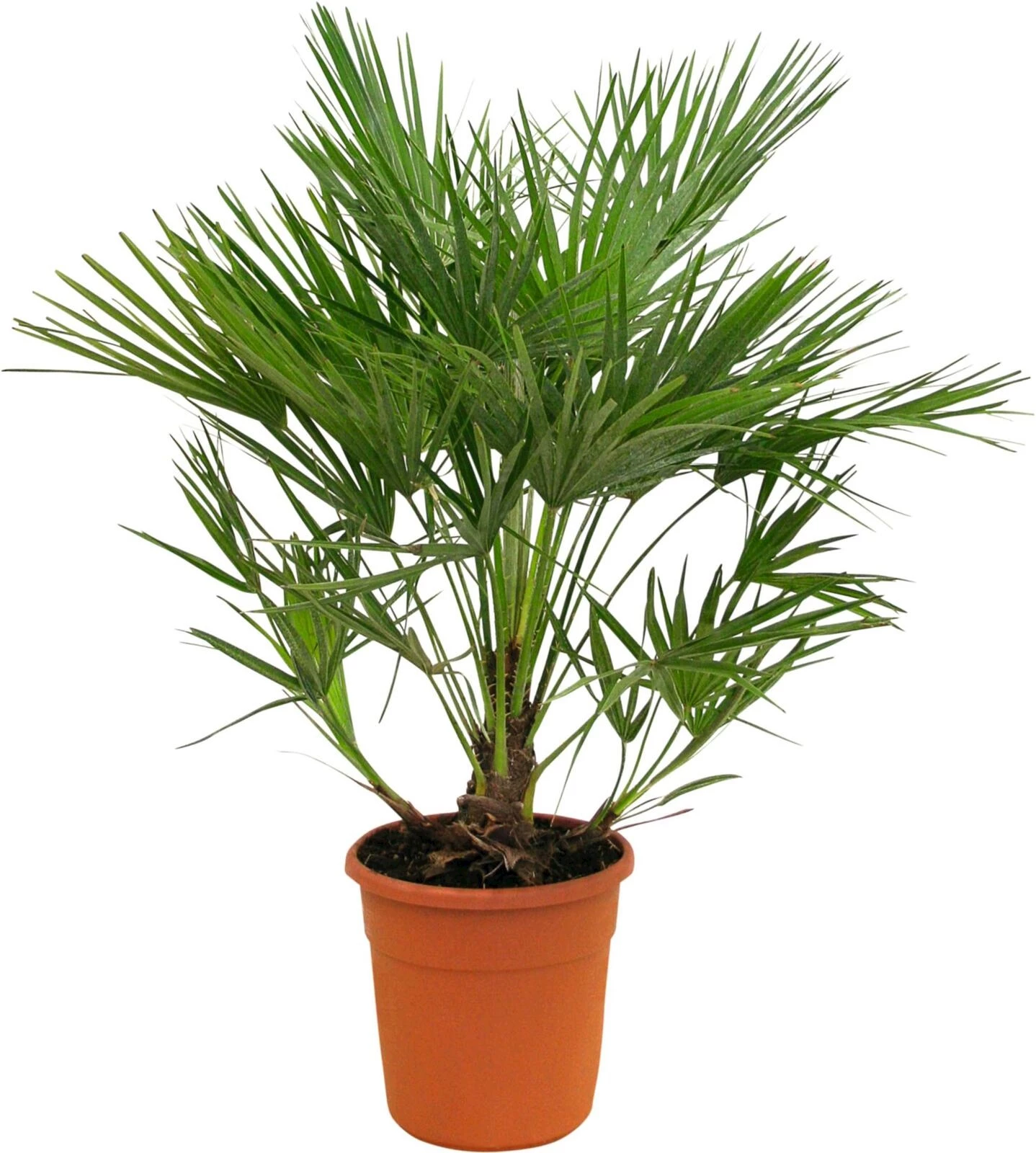 Chamaerops humilis P24 cm