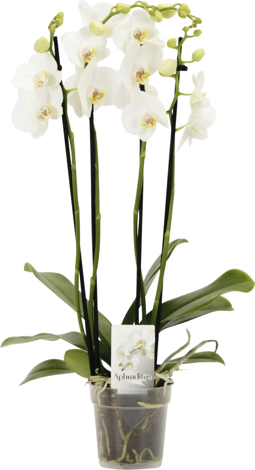 Phalaenopsis 4 Rispen P12 cm