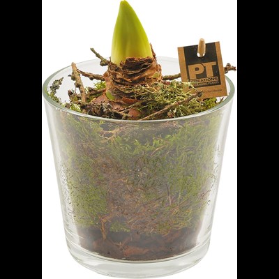 Amaryllis en pot verre P12 cm
