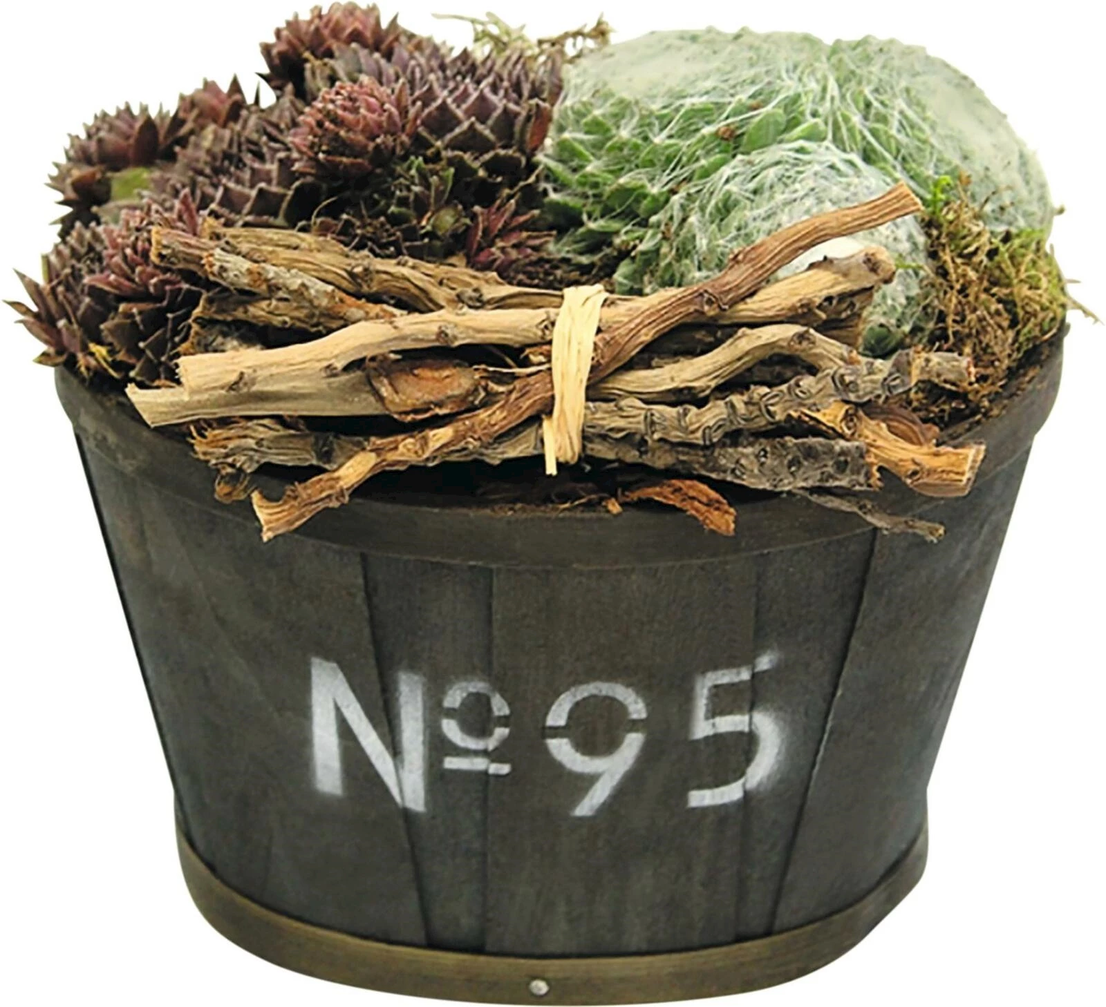 Sempervivum Arrangement P16 × 12 cm