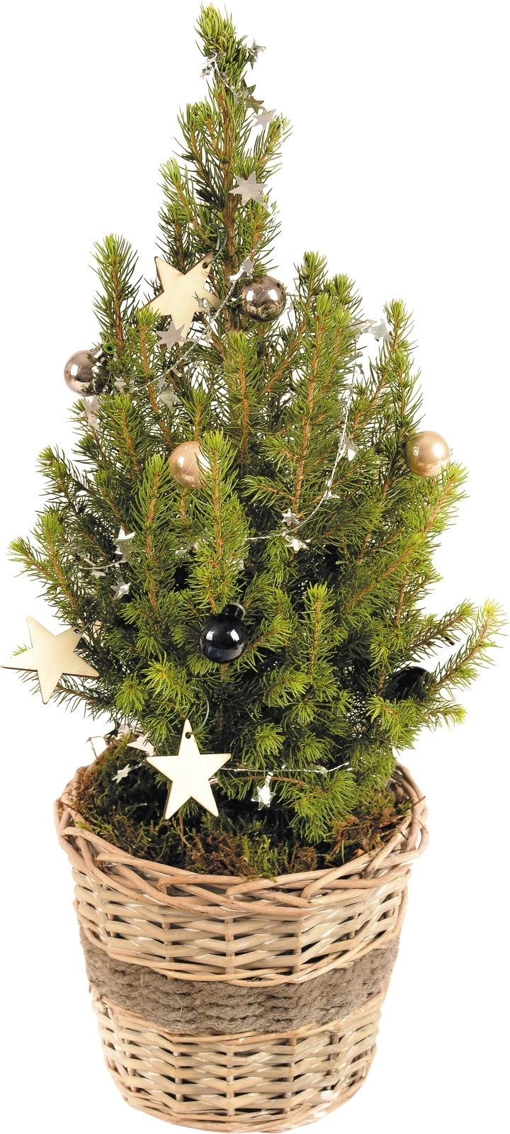 Picea glauca im Korb P18 cm