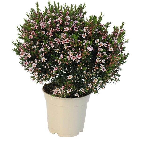 Chamelaucium P17 Cm Kaufen Mediterrane Pflanzen LANDI chamelaucium