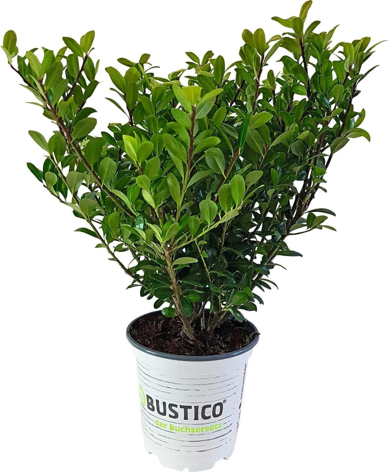 Ilex Robustico Busch P12 cm kaufen Baumschule LANDI