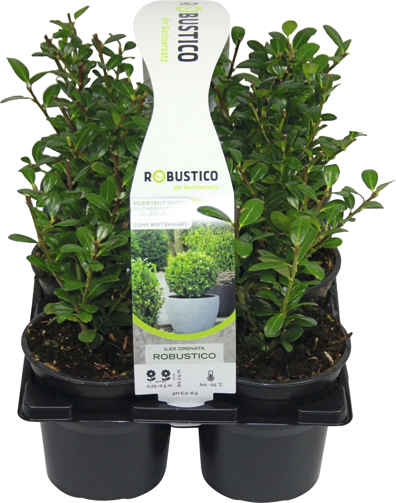 Ilex Robustico 6er Tray