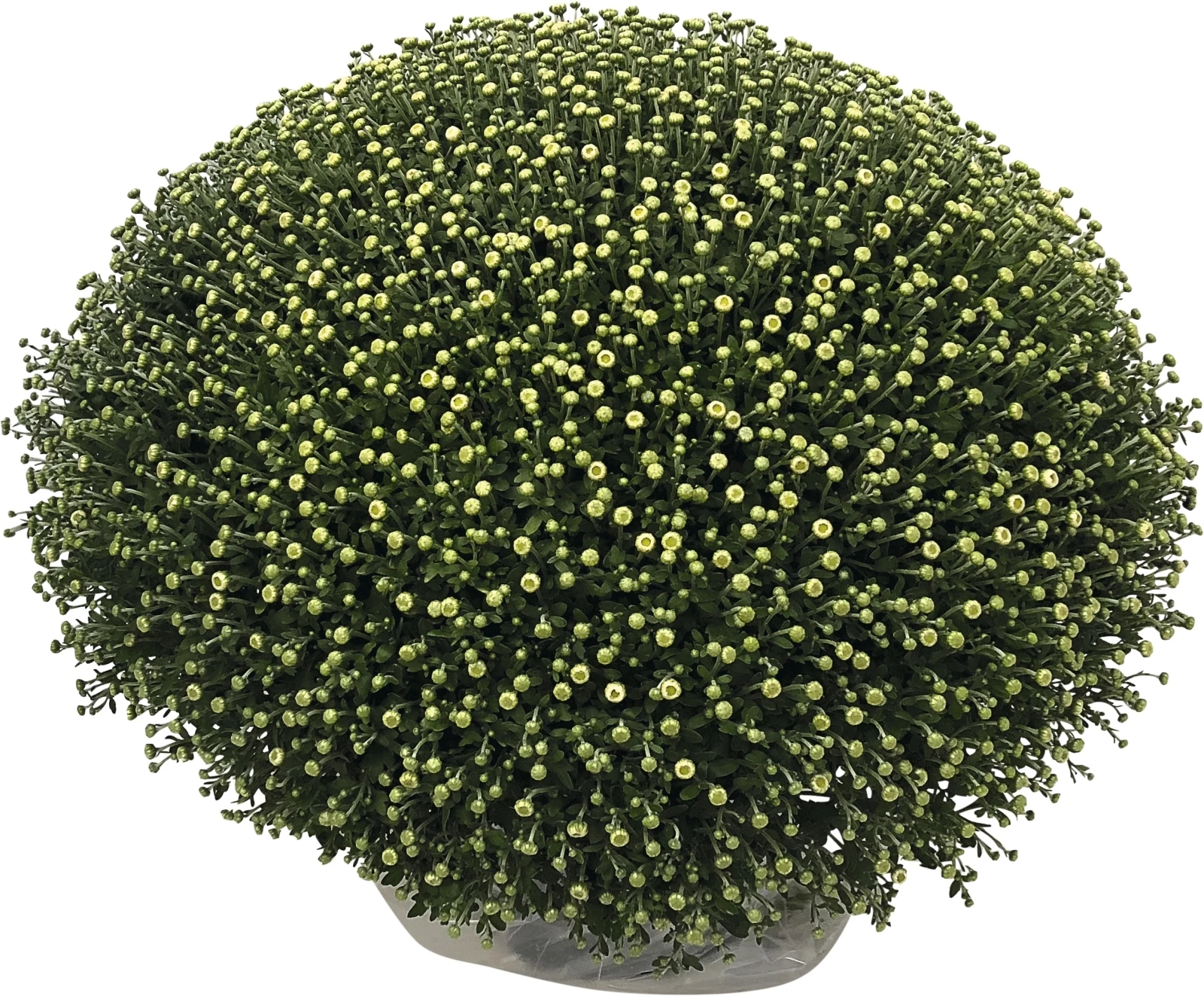 Chrysanthemen Mono XL P25 cm