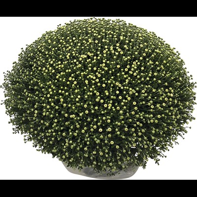 Chrysanthèmes Mono XL P25 cm