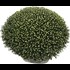 Chrysanthèmes Mono XL P25 cm