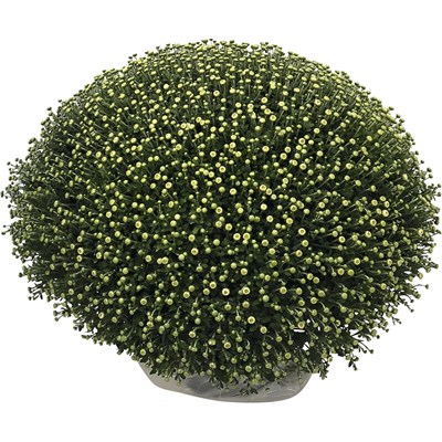Chrysanthemen Mono XL P25 cm