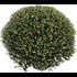 Chrysanthemen Mono XL P25 cm