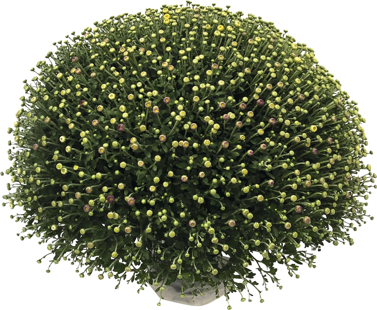 Chrysanthemen Trio XL P25 cm