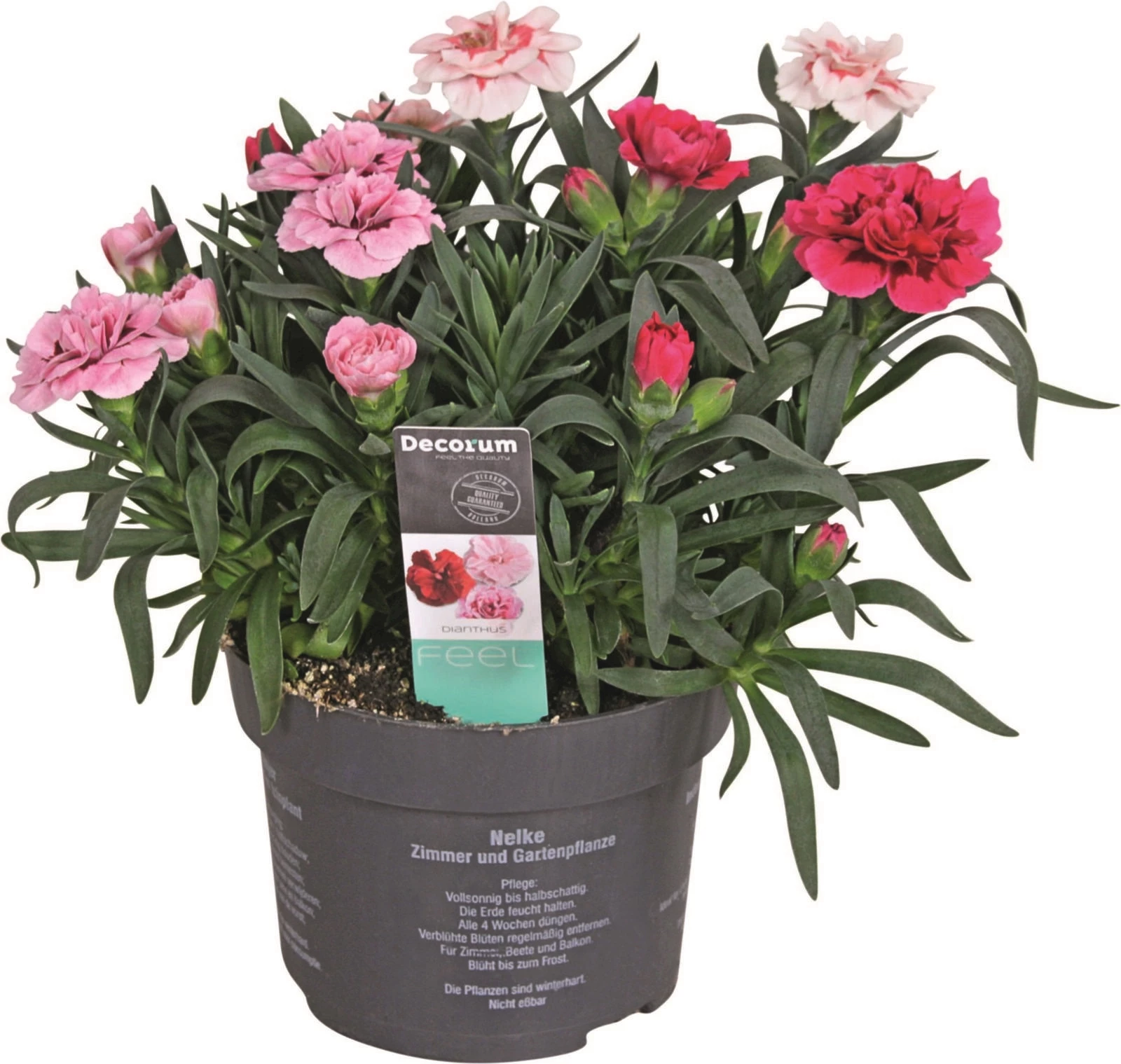 Dianthus Rock'n Roll P13 cm