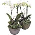Arrangement Phalaenopsis P16 cm