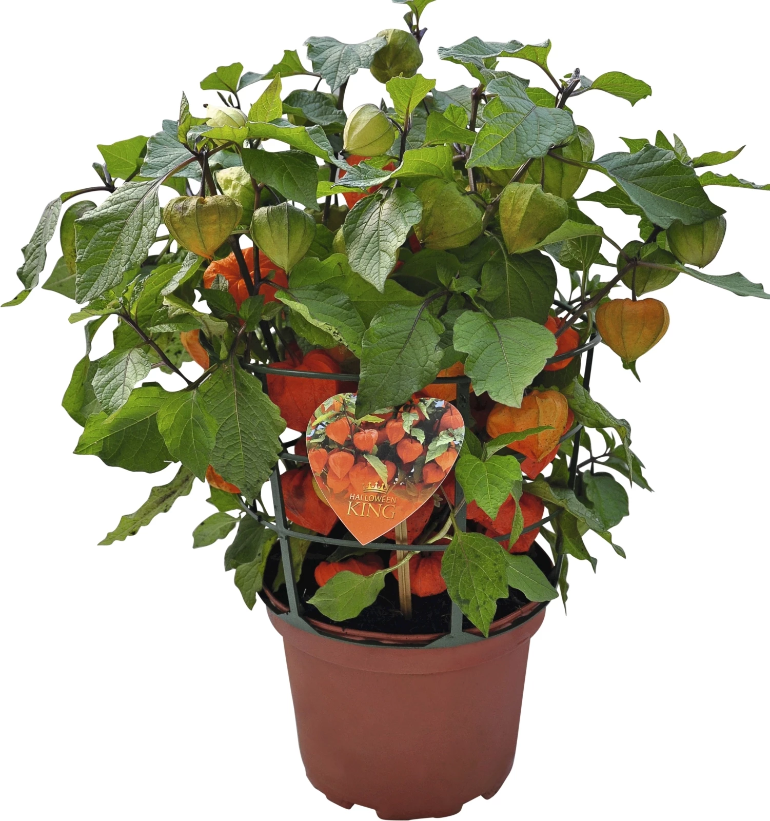 Physalis alkekengi P13 cm