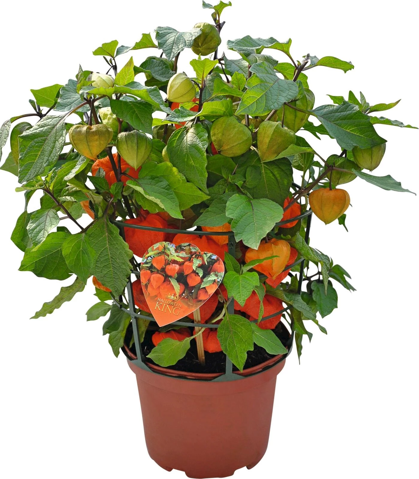 Physalis alkekengi P19 cm