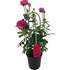 Roses en arc P22 cm