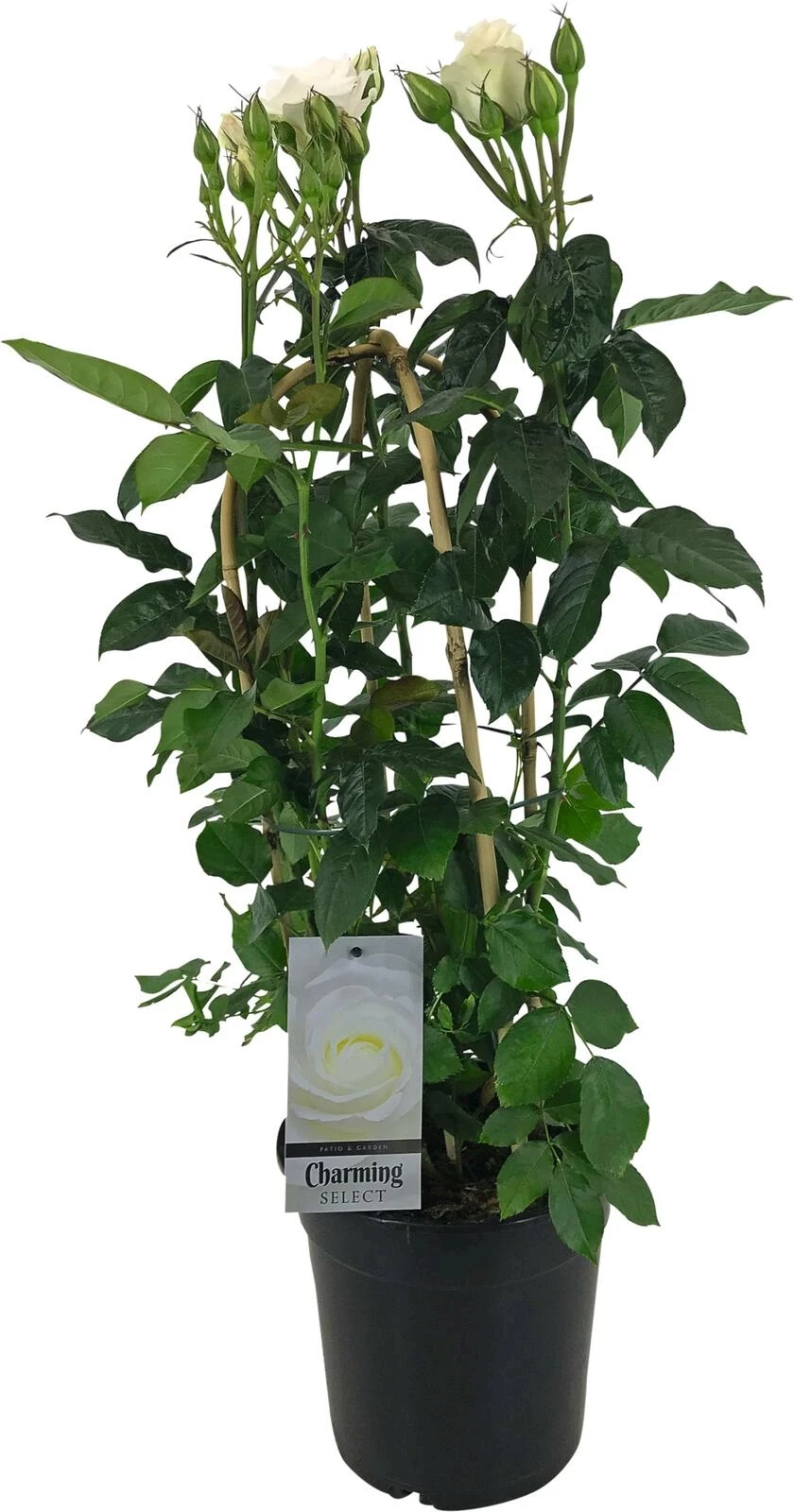 Rosen am Bogen P22 cm