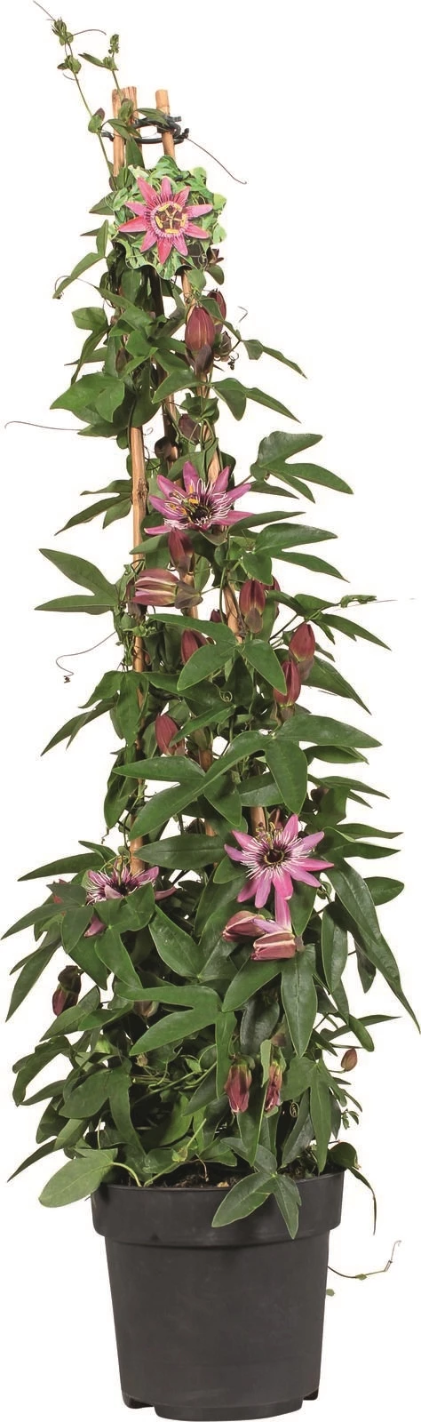 Passiflora/Mandeville XL P21 cm