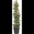 Passiflora/Mandeville XL P21 cm