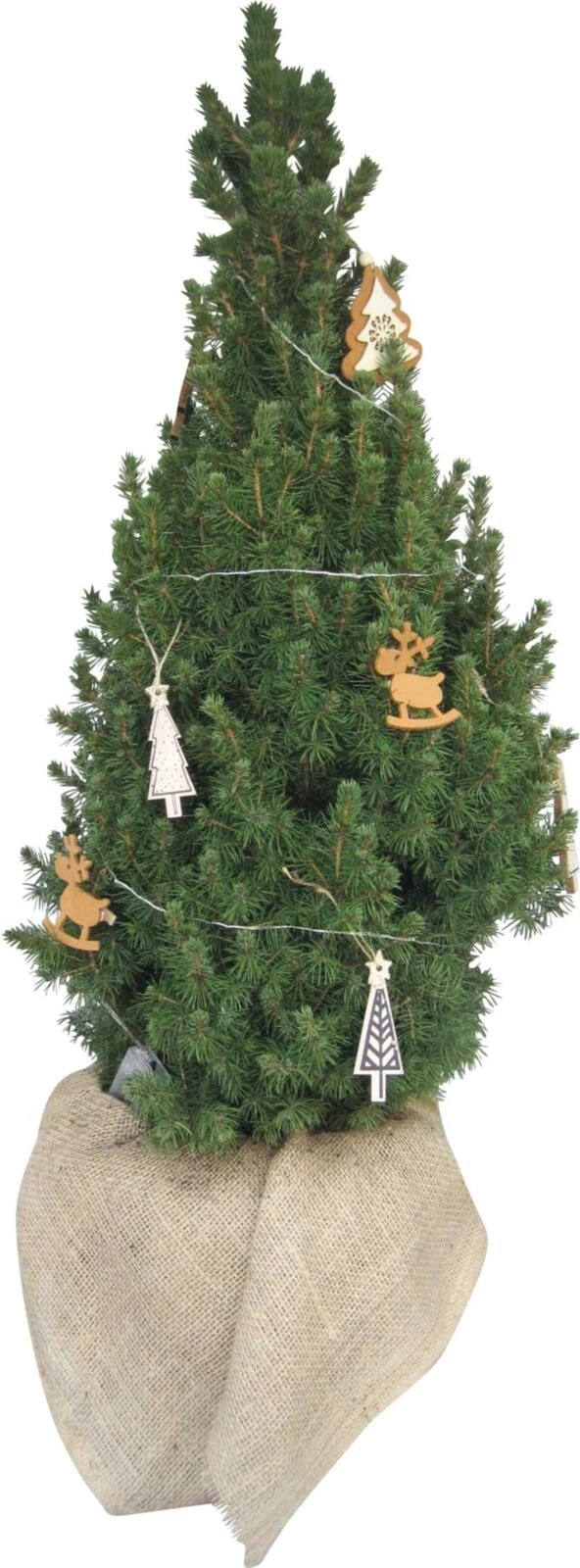 Picea glauca con. Jute deko. LED.P27 cm