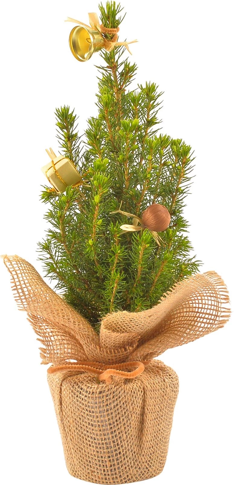 Picea glauca con. Jute deko. P13 cm