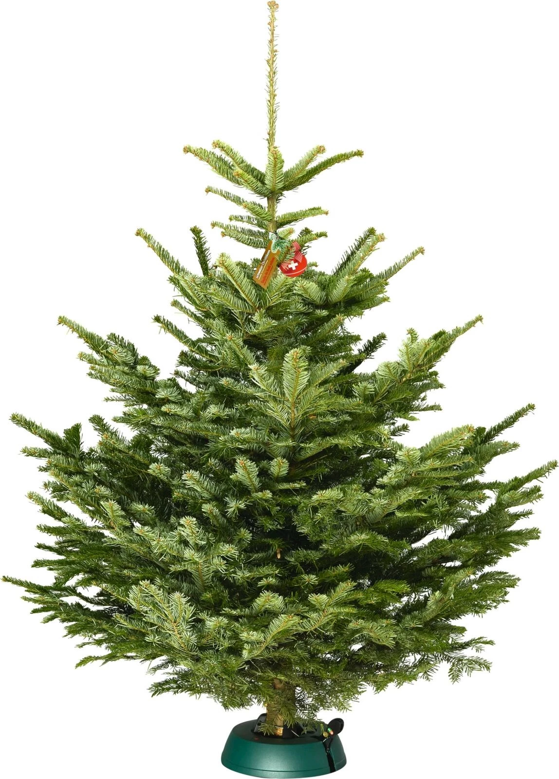 Nordmanntanne 80-120 cm