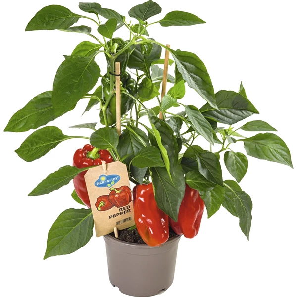 Peperoni rot P14 cm kaufen - Setzlinge u. Gemüse - LANDI