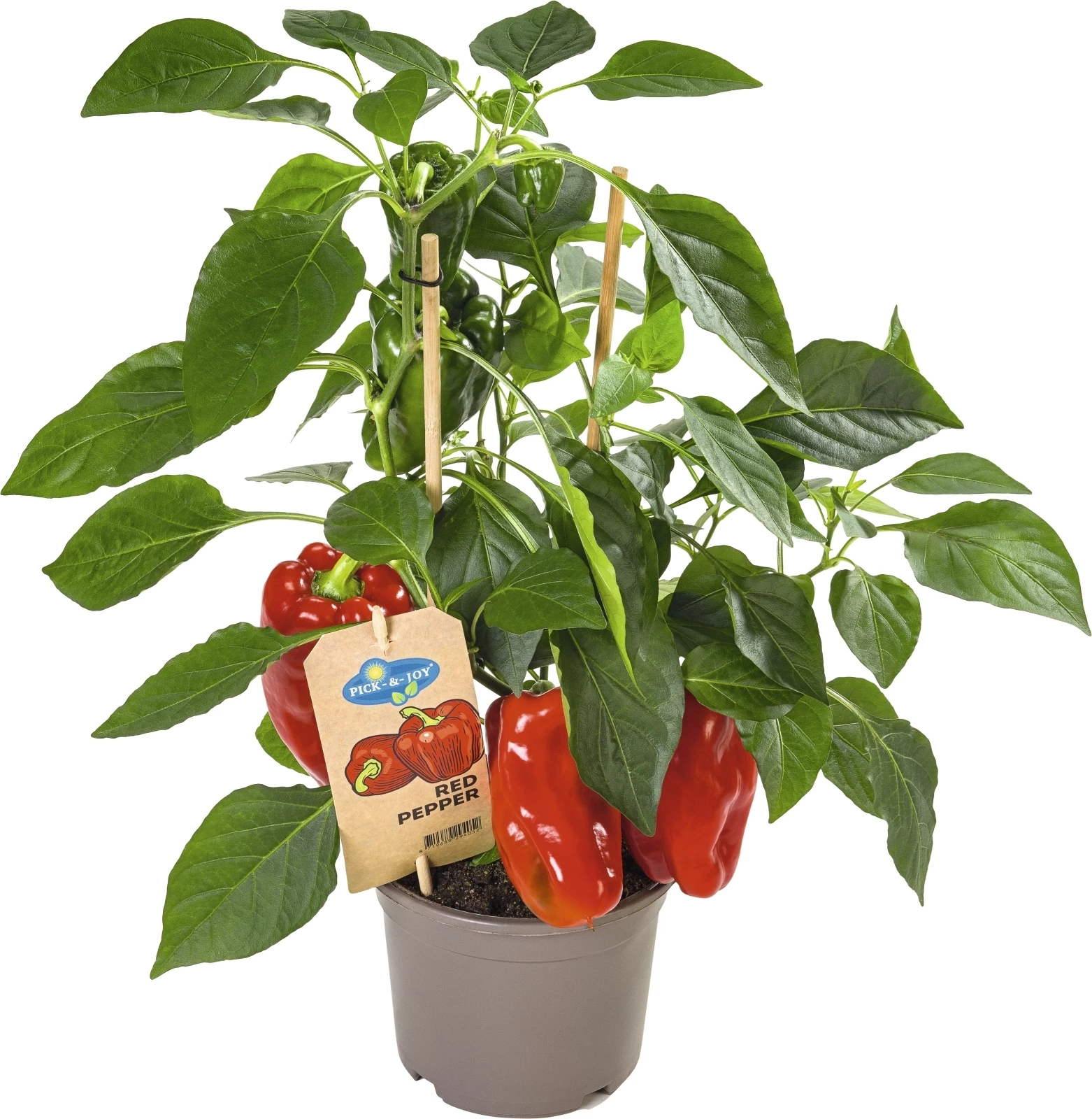 Peperoni rouge P14 cm