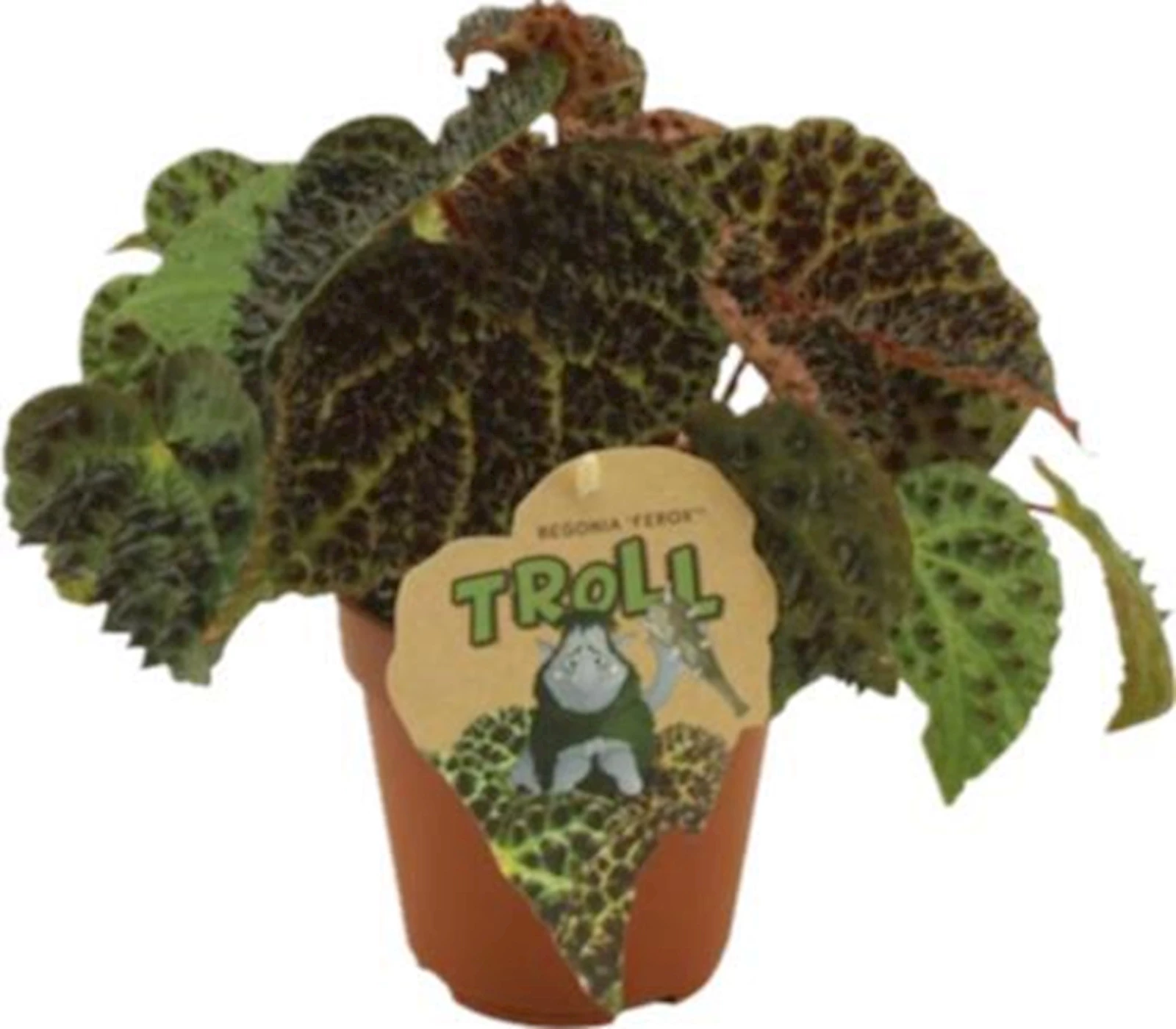 Begonia Ferox Troll P12 cm