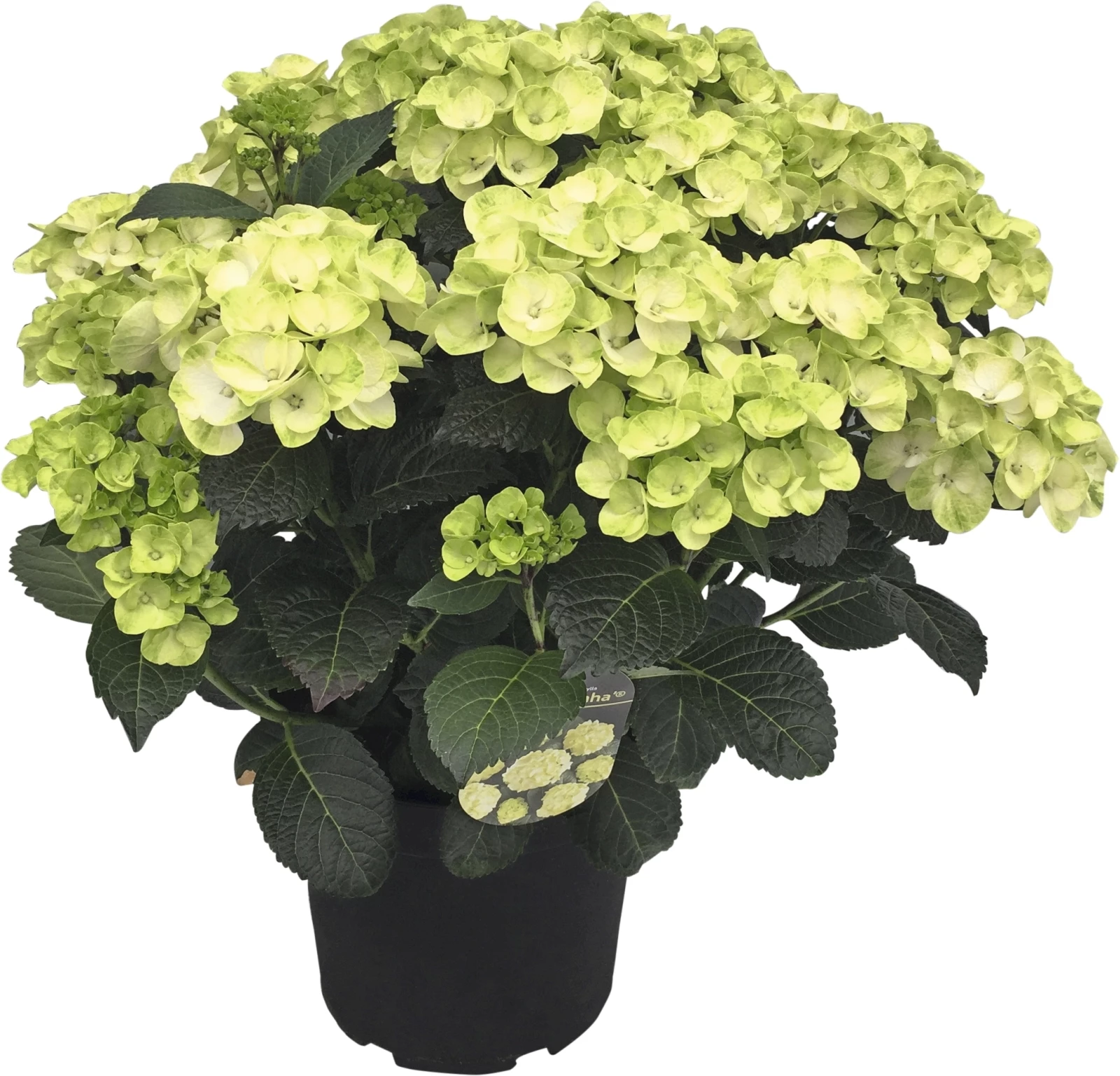 Hydrangea Premium 20+ P26 cm