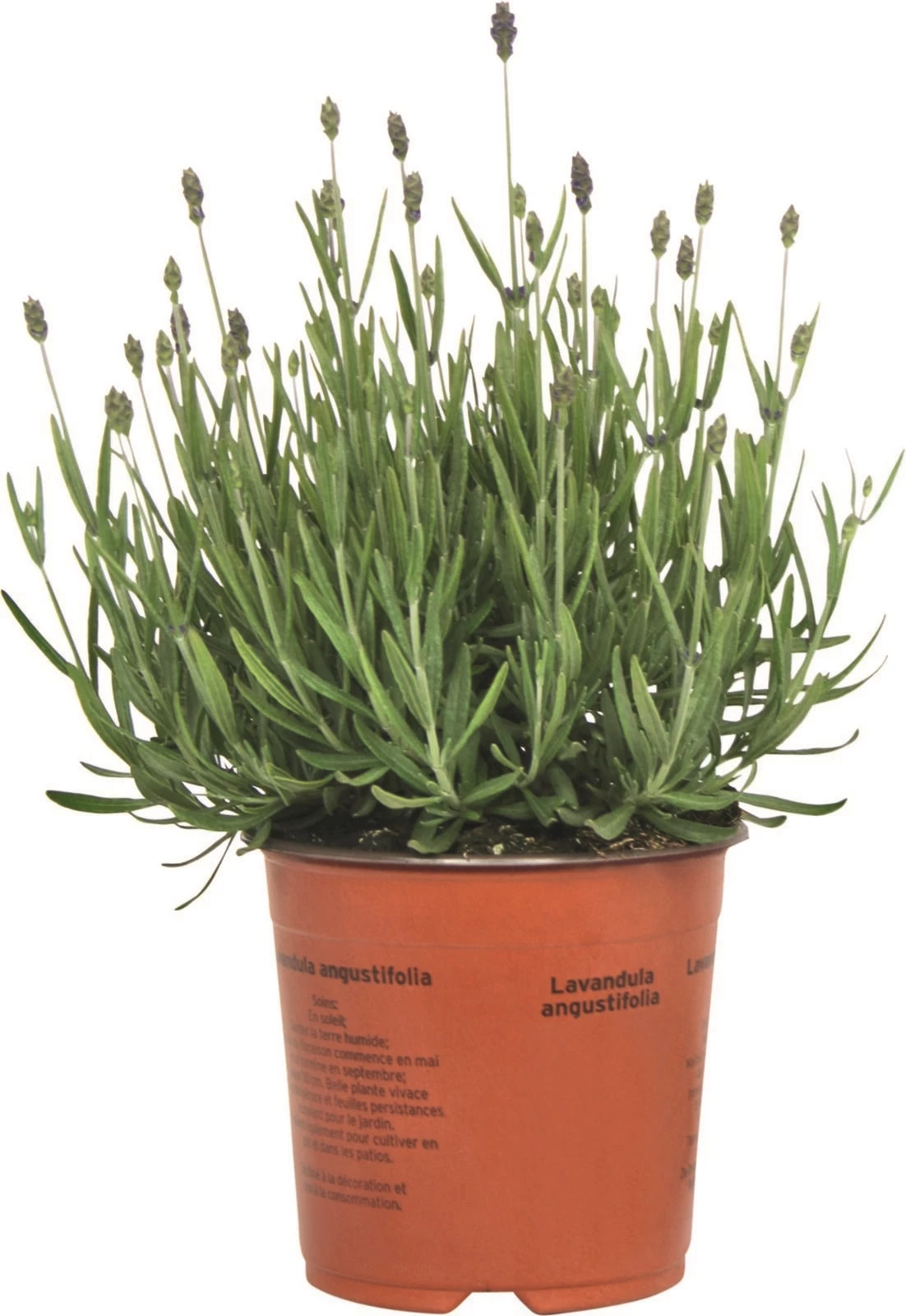 Lavandula Hidecote blau P14 cm