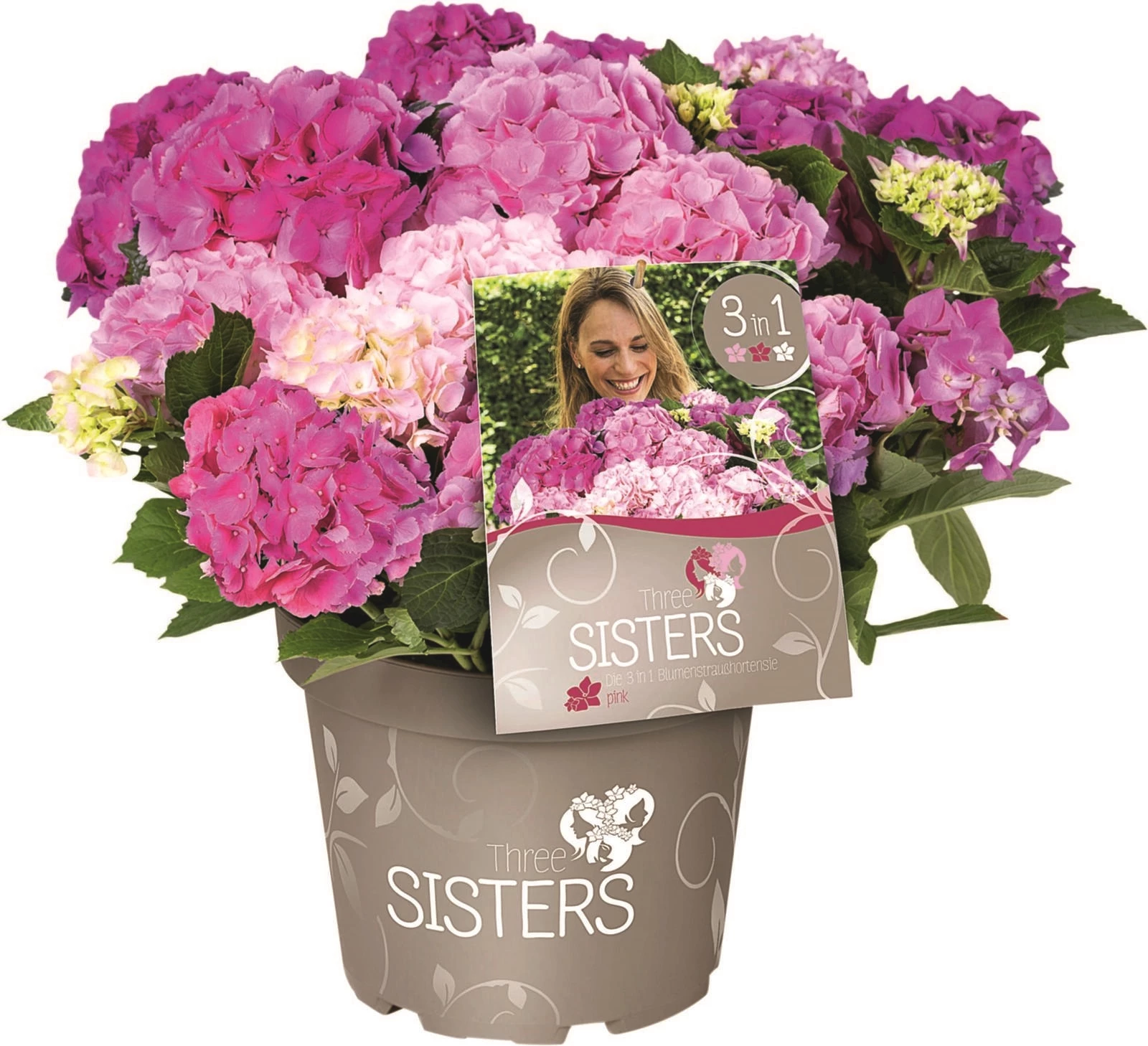 Hydrangea Three sisters P6 l