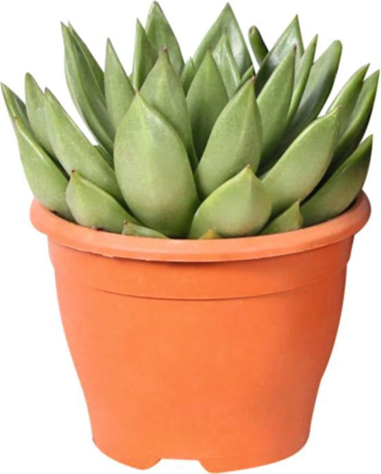 Sukkulenten Mix P17 cm