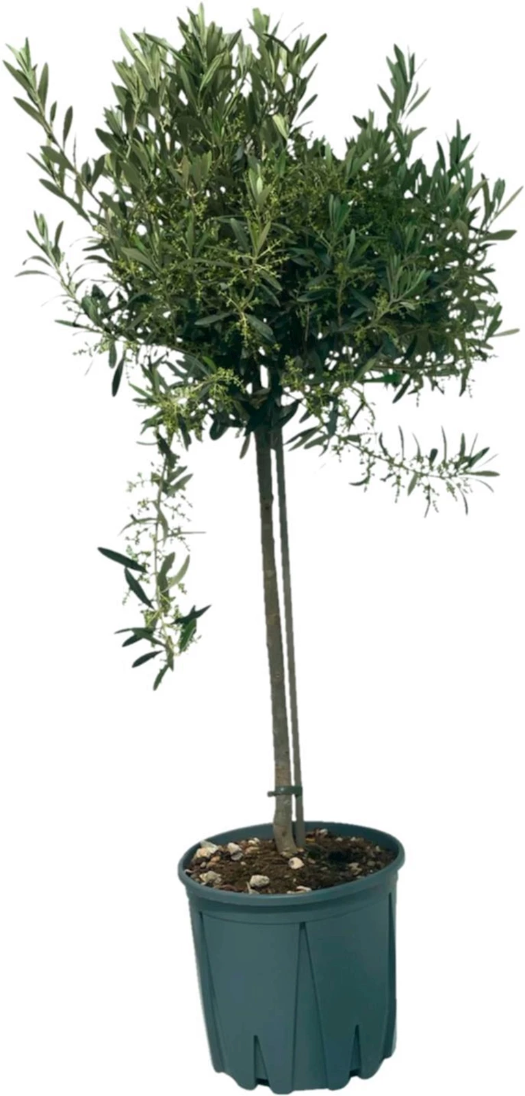 Tronc d'olivier Mega P26 cm