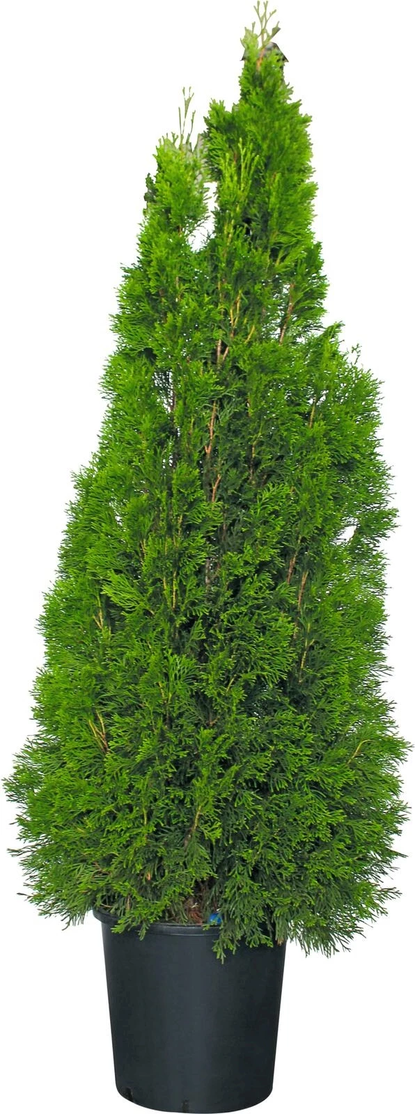 Thuja Smaragd Busch P18 l kaufen Baumschule LANDI